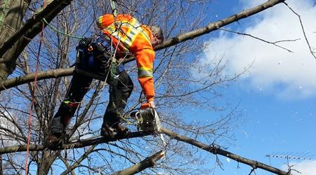 Prix elagage arbre haut